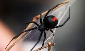Chilling Reality: Top Cold-Blooded Animals That Devour Their Mates After Mating - image 3