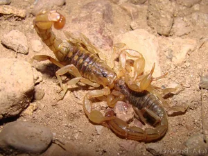 Chilling Reality: Top Cold-Blooded Animals That Devour Their Mates After Mating - image 6