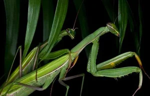 Chilling Reality: Top Cold-Blooded Animals That Devour Their Mates After Mating - image 0
