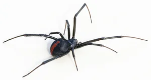 Chilling Reality: Top Cold-Blooded Animals That Devour Their Mates After Mating - image 2