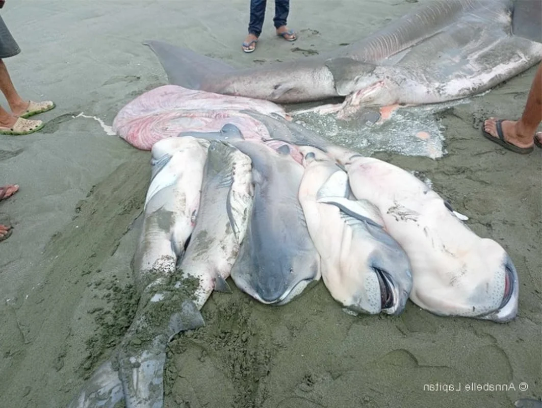 Mysterious 'Monster' Carcass Washes Ashore Revealing Startling Scientific Secrets