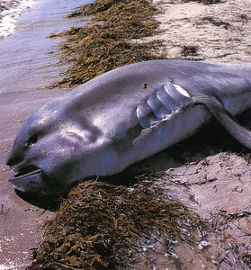 Mysterious 'Monster' Carcass Washes Ashore Revealing Startling Scientific Secrets - image 2