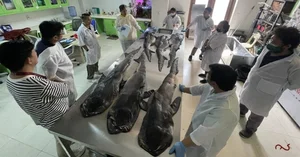 Mysterious 'Monster' Carcass Washes Ashore Revealing Startling Scientific Secrets - image 0