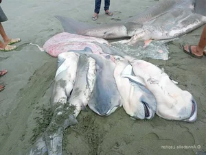 Mysterious 'Monster' Carcass Washes Ashore Revealing Startling Scientific Secrets - image 5