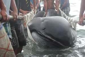 Mysterious 'Monster' Carcass Washes Ashore Revealing Startling Scientific Secrets - image 7