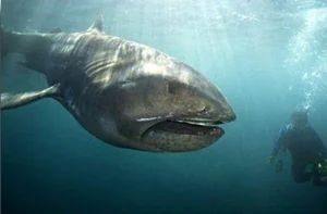 Mysterious 'Monster' Carcass Washes Ashore Revealing Startling Scientific Secrets - image 1