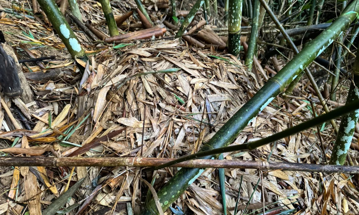 Wildlife Adventure: Capturing the Hidden Reptiles of Vietnam