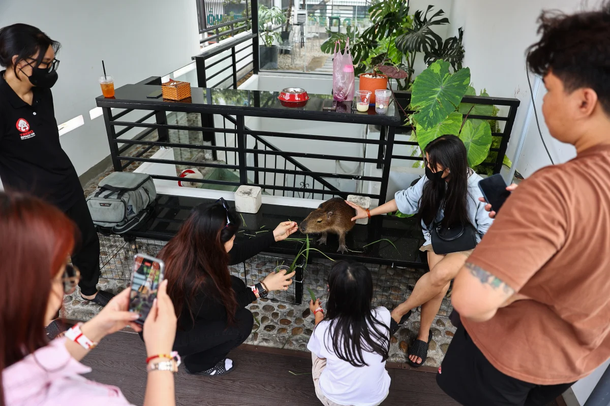 The Capybara Cafe Trend Hits Ho Chi Minh City: A Unique Experience for Animal Lovers