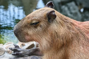 The Capybara Cafe Trend Hits Ho Chi Minh City: A Unique Experience for Animal Lovers - image 7