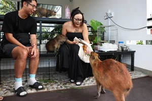 The Capybara Cafe Trend Hits Ho Chi Minh City: A Unique Experience for Animal Lovers - image 5