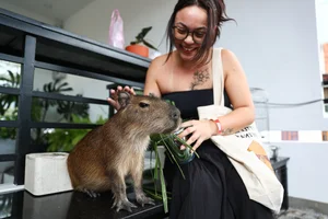The Capybara Cafe Trend Hits Ho Chi Minh City: A Unique Experience for Animal Lovers - image 1
