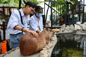 The Capybara Cafe Trend Hits Ho Chi Minh City: A Unique Experience for Animal Lovers - image 4