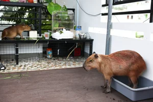 The Capybara Cafe Trend Hits Ho Chi Minh City: A Unique Experience for Animal Lovers - image 3