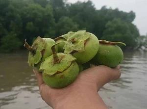 From Wild Weed to Delicacy: The Rise of Vietnam's 100k/kg 'Poor Man's Fruit' - image 2