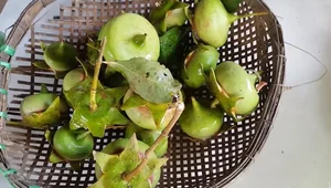 From Wild Weed to Delicacy: The Rise of Vietnam's 100k/kg 'Poor Man's Fruit' - image 3