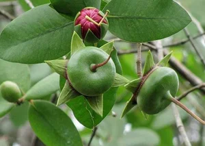 From Wild Weed to Delicacy: The Rise of Vietnam's 100k/kg 'Poor Man's Fruit' - image 1