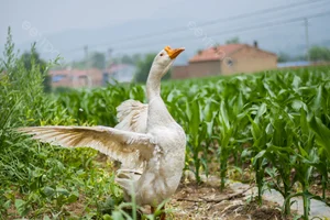 Nature's Ultimate Snake Hunters: The Surprising Animals That Prey on Venomous Snakes - image 7