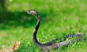 Nature's Ultimate Snake Hunters: The Surprising Animals That Prey on Venomous Snakes - image 5
