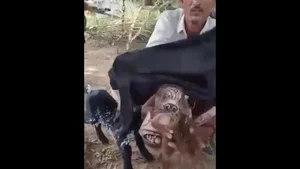 The 'Alien' Baby Goat and Other Bizarre Animals Shocking the World - image 1
