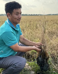 Mekong Delta Rice Fields Face Severe Drought and Saltwater Intrusion - image 0
