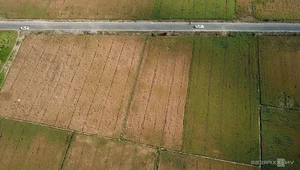 Mekong Delta Rice Fields Face Severe Drought and Saltwater Intrusion - image 3