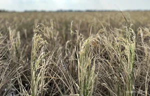 Mekong Delta Rice Fields Face Severe Drought and Saltwater Intrusion - image 8