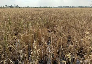 Mekong Delta Rice Fields Face Severe Drought and Saltwater Intrusion - image 6