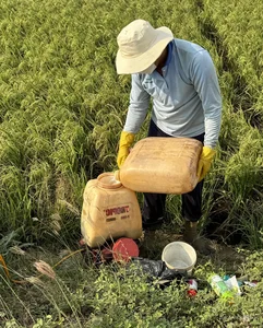Mekong Delta Rice Fields Face Severe Drought and Saltwater Intrusion - image 5