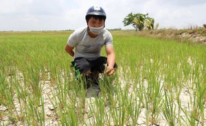 Mekong Delta Rice Fields Face Severe Drought and Saltwater Intrusion - image 9