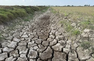 Mekong Delta Rice Fields Face Severe Drought and Saltwater Intrusion - image 1