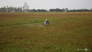 Mekong Delta Rice Fields Face Severe Drought and Saltwater Intrusion - image 2