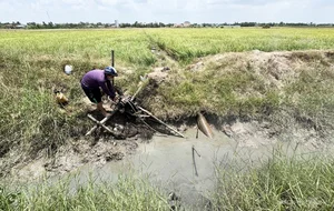 Mekong Delta Rice Fields Face Severe Drought and Saltwater Intrusion - image 7