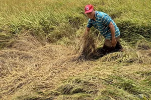 Mekong Delta Rice Fields Face Severe Drought and Saltwater Intrusion - image 4