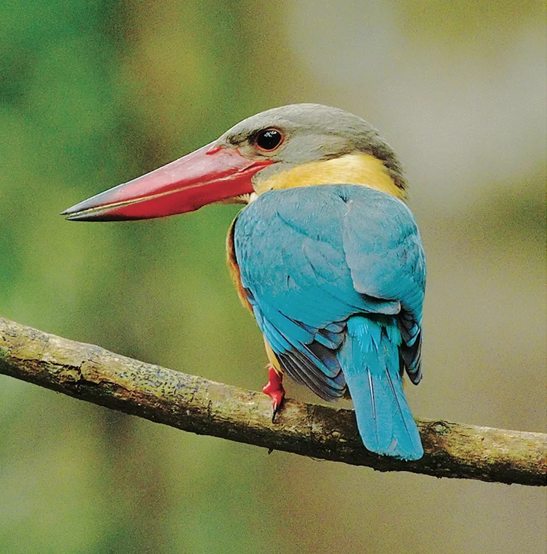 Discover 10 Rare and Unique Bird Species Found in Vietnam