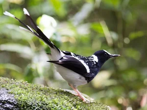 Discover 10 Rare and Unique Bird Species Found in Vietnam - image 8