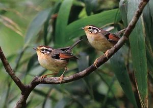 Discover 10 Rare and Unique Bird Species Found in Vietnam - image 0