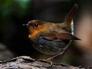 Discover 10 Rare and Unique Bird Species Found in Vietnam - image 7