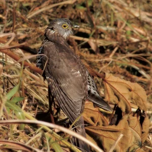 Discover 10 Rare and Unique Bird Species Found in Vietnam - image 6