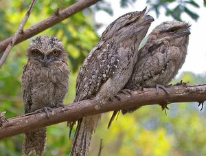 Discover 10 Rare and Unique Bird Species Found in Vietnam - image 2