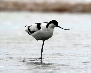 Discover 10 Rare and Unique Bird Species Found in Vietnam - image 5