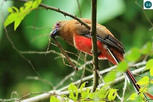 Discover 10 Rare and Unique Bird Species Found in Vietnam - image 10