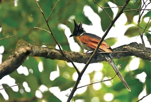 Discover 10 Rare and Unique Bird Species Found in Vietnam - image 3
