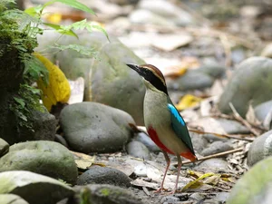 Discover 10 Rare and Unique Bird Species Found in Vietnam - image 1