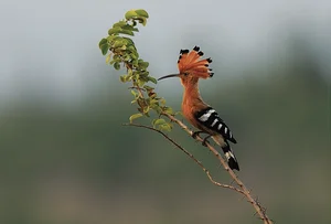 Discover 10 Rare and Unique Bird Species Found in Vietnam - image 4
