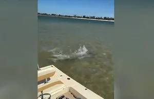 Nature's Raw Power: Witnessing the Intense Battle Between a Hammerhead Shark and a Ray - image 5