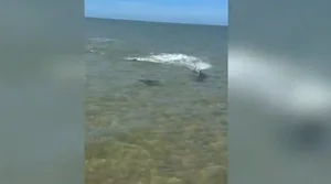 Nature's Raw Power: Witnessing the Intense Battle Between a Hammerhead Shark and a Ray - image 4