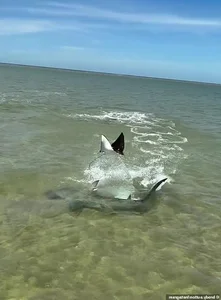 Nature's Raw Power: Witnessing the Intense Battle Between a Hammerhead Shark and a Ray - image 8