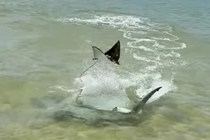 Nature's Raw Power: Witnessing the Intense Battle Between a Hammerhead Shark and a Ray - image 6
