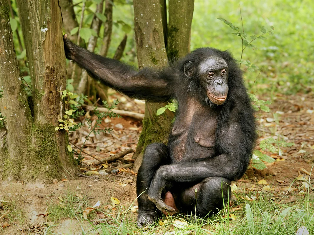 The Most Notorious 'Queens' of the Animal Kingdom