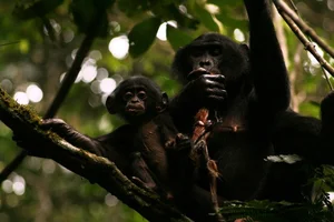 The Most Notorious 'Queens' of the Animal Kingdom - image 3